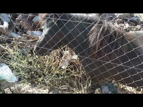 Trei ponei la cireșe