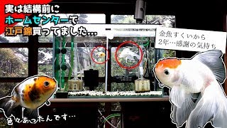 色々あったんです...江戸錦お迎えしてましたｗ感謝丹頂さん！ありがとうの気持ち。