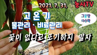 고추재배, 고추 고온기 물관리와 비료관리, 고온기 꽃이 피지 않을 경우 [농사TV]