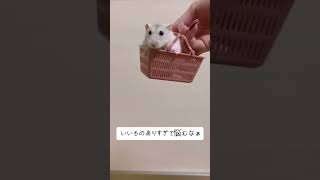 買い物上手なハムスター!?　 #ハムスター #おもしろ