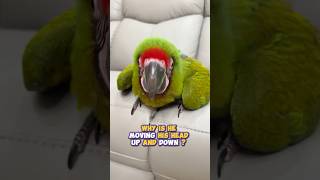 Why Is This Macaw Moving His Head Up and Down?