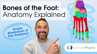 Foot Bone Anatomy Explained | 3D Anatomy & Bone Location from Expert Physio