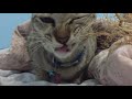 CAT S ASMR Eating Sound No Talking No Meowing