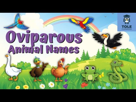 Oviparous Animal Names | Easy & Fun English Learning | Flashcard | Tole Classroom