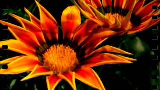 LIEBE IST MEHR ALS EIN WORT - FREDDY QUINN