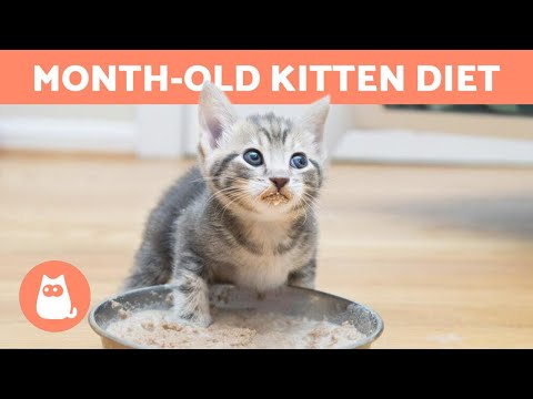 What to FEED a MONTH-OLD KITTEN? 🐱 (Feeding a Baby Cat)