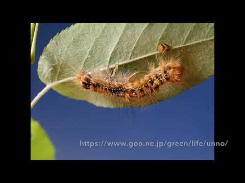 マイマイガの幼虫の脱皮　Gypsy Moth　Larval molting