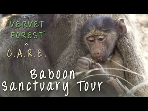 Baboon Rescue Sanctuary Tour - C.A.R.E. - Vervet Forest