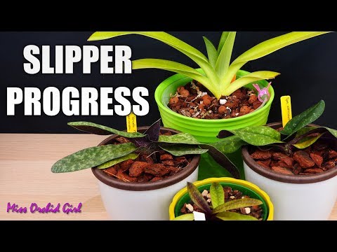 Slipper Orchids progress after culture changes + Channel changes