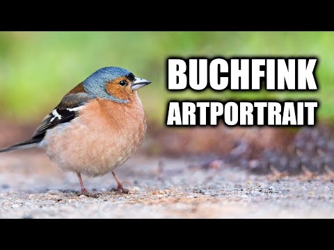 Buchfink Steckbrief - Aussehen, Lebensraum, Stimme, Fortpflanzung und mehr