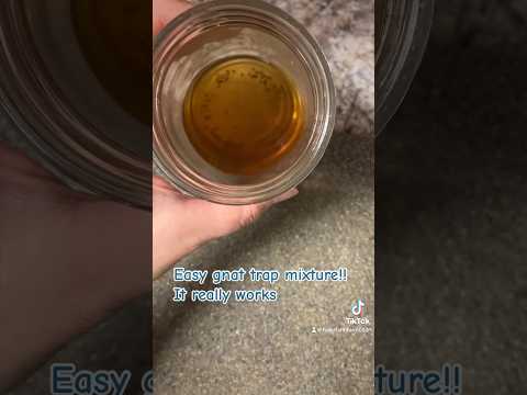 How to get rid of gnats!! This mixture really works! #gnat #fyp #homestead #subscribe #diy #howto