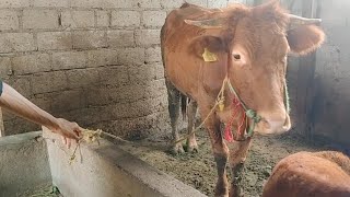 Download lagu Ciri ciri sapi indukan super berbulu tebal bunting 6 bulan# mp3