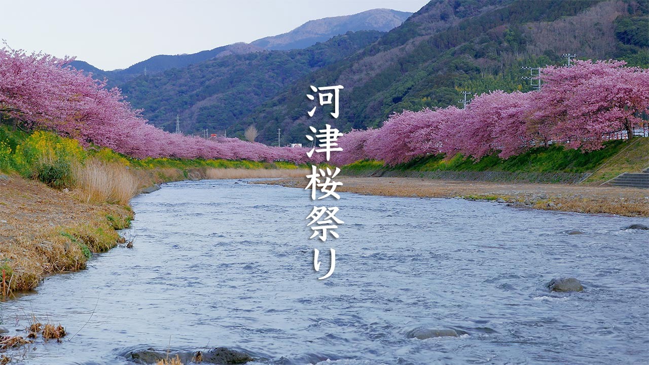 Kawazu-zakura Cherry Blossoms