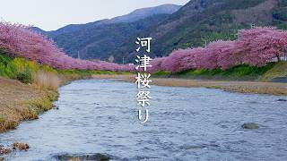 2019 Kawazu-zakura Cherry Blossoms video preview