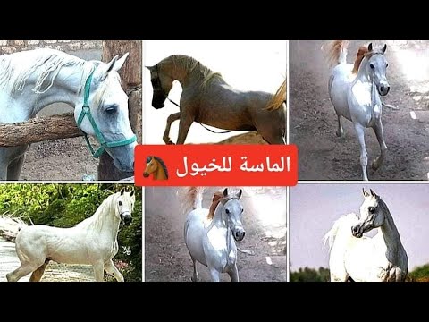 , title : 'حصان عربي مختوم ابن البطل هارون صقر وحفيد البطل جمال صقر'