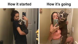 The Best Reactions Pet Owners Had To The ‘How It Started Vs  How It Ended’ Meme Challenge