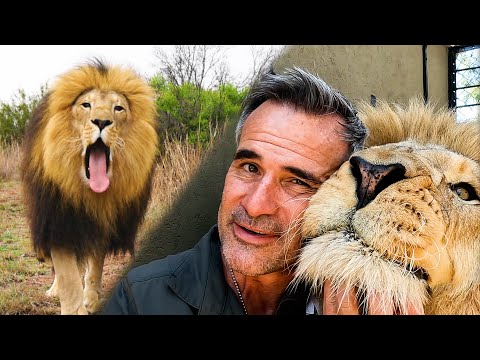 Why Rescued Lion Brothers FIGHT? | The Lion Whisperer