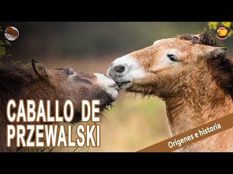 , title : 'CABALLO DE PRZEWALSKI, uno de los caballos más primitivos del mundo, ORIGEN DE LAS RAÇAS'