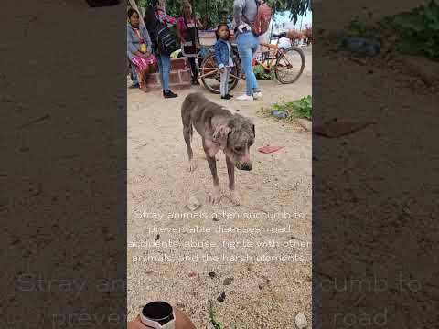 Free Veterinary Clinics in Rural Oaxaca