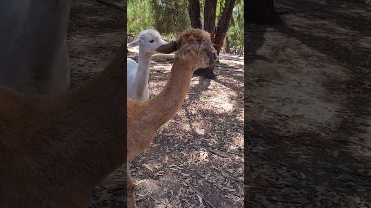 YouTube Short thumbnail