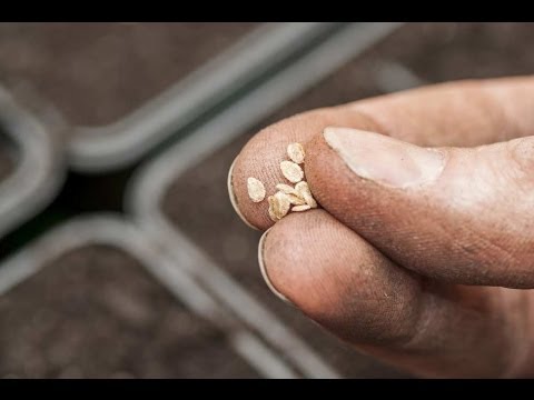Okra Plant | How to Grow, Care For and Harvest - Quick Guide