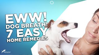 Eww! Dog Breath! 7 Easy Home Remedies