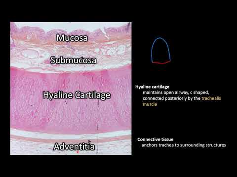 Histology | Trachea
