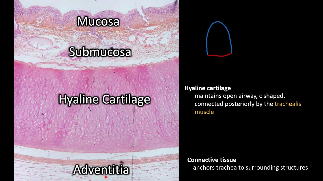 Histology | Trachea