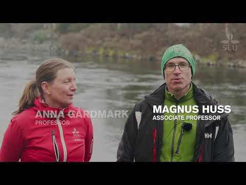 Så påverkas fiskarna av ett varmare Östersjön