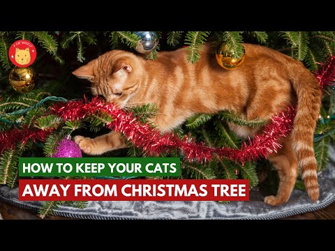 How To Keep Your Cats Away From The Christmas Tree