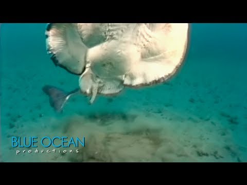 Electric Ray Attack!