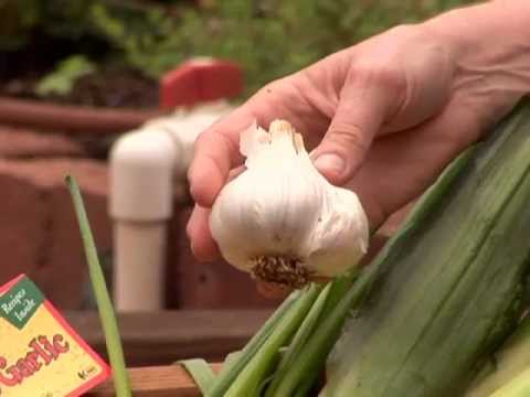 YouTube video about: When to plant garlic in kansas?