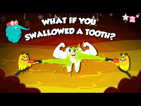What Happens If You Swallow a Tooth 🦷 | What if We Swallow Teeth? | Digestion System | Dr. Binocs