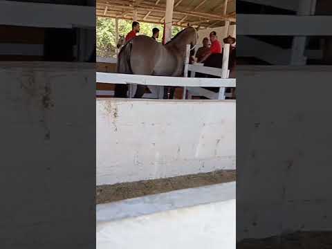 1⁰ poerão em Santa Margarida-MG #cavalo #cavalos