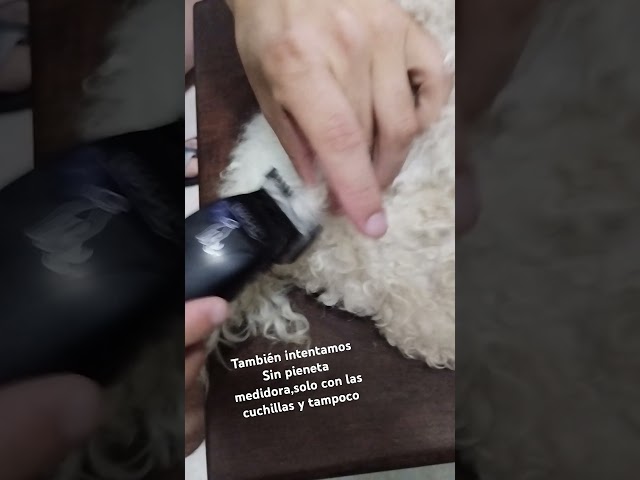 Vídeo relacionado con Wahl Pro Series 3025854 - Kit de aseo inalámbrico para perros de iones de litio - Cortapelos para perros recargables y resistentes para abrigos gruesos