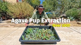 How to safely extract agave offsets or commonly known as pups from your yard to pot or resell