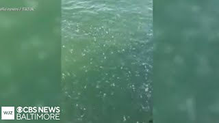New video shows massive jellyfish invasion in Ocean City, Maryland