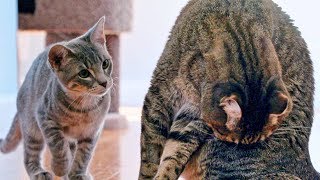 New Kitten Challenges Mean Kitty For The Throne! - Cat Battle