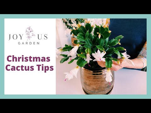 , title : '3 Quick Christmas Cactus Care Tips #shorts #christmascactus #indoorplants'