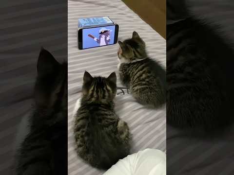 Feline Flicks: Two Cats and a Cartoon Craze! #funny #shorts
