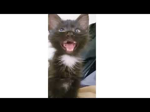 Cross Eyed Cat Meme | Viral Cat Saying Huh Meme 😺New Black Kitten Meme 😂Cat Haan Meme Orginal Video