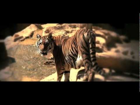 Syra Martin -Like an Animal-