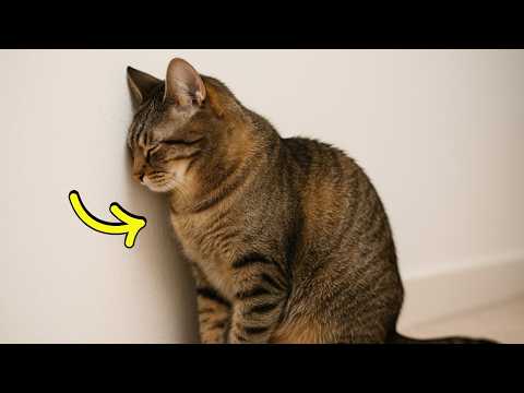 Go to the vet IMMEDIATELY if your cat does THIS!🔥(LIFE-threatening)