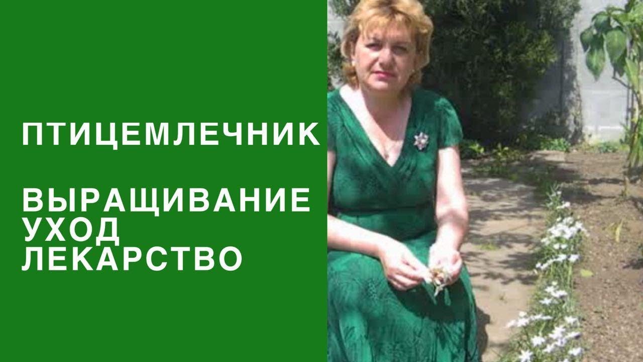 Птицемлечник. Выращивание, уход, лечение и свойства.
