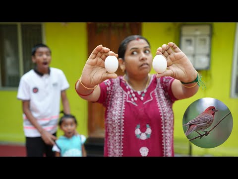 Prank for rakesh Ammu Finches என்ன இவ்ளோ பெரிய முட்டை போட்டு இருக்கு ???