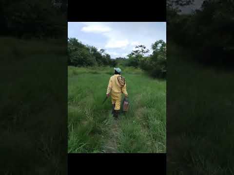 De la sabana al plato, así vive Monterrey Casanare de su tierra y agua #ariysuschicuelos #beekeeper