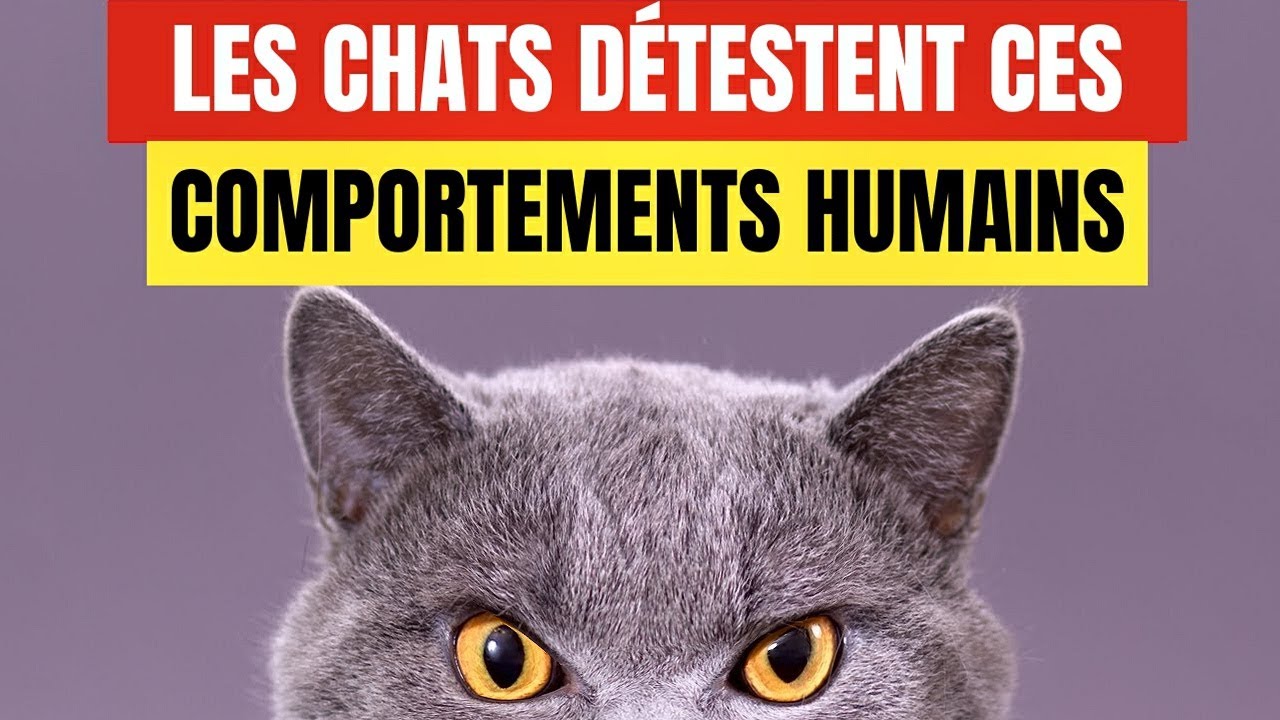 18 comportements humains que les chats détestent et qu'ils aimeraient que vous ne fassiez pas
