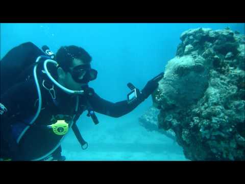Neptune Memorial Reef Dive