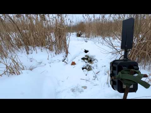 Ich habe eine Kamera in der winterlichen Wildnis aufgestellt – die Ergebnisse waren unglaublich.