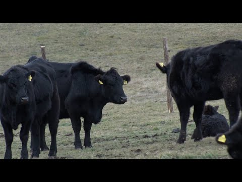 Farma angus goveda na Zlatiboru